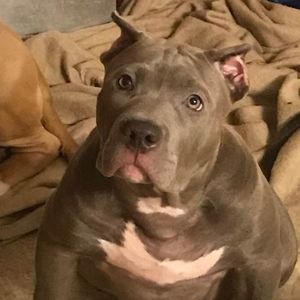 Meet your Posher, Preston